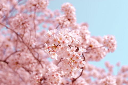 A Somei-Yoshino Tree where pink cherry blossoms bloom on it.